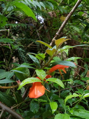 Columnea magnifica