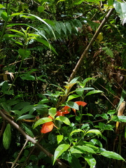 Columnea magnifica