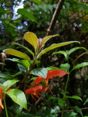 Columnea magnifica