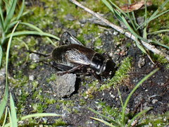 Gryllus veletisoides
