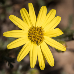 Senecio achilleifolius