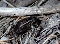 Gryllus veletisoides