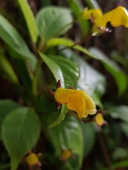 Burmeistera parviflora