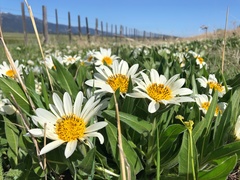 Wyethia helianthoides