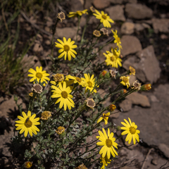 Senecio achilleifolius