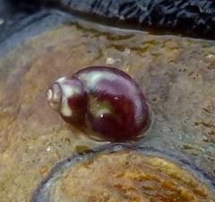 Eulithidium
