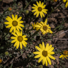 Senecio achilleifolius