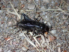 Gryllus veletisoides