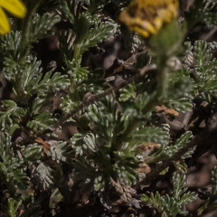 Senecio achilleifolius