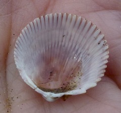 Dallocardia quadragenaria