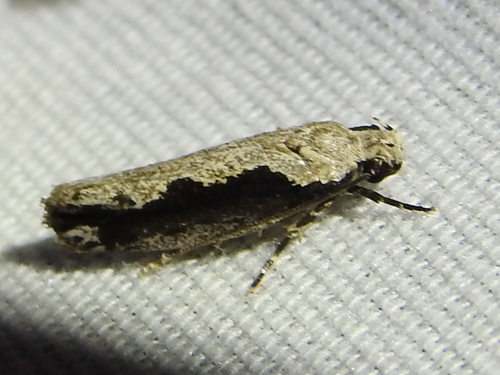 Ethmia semiombra photo 3
