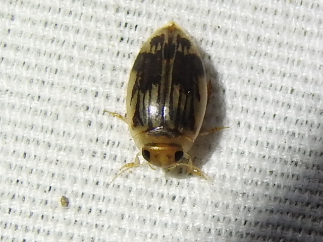 Laccophilus quadrilineatus