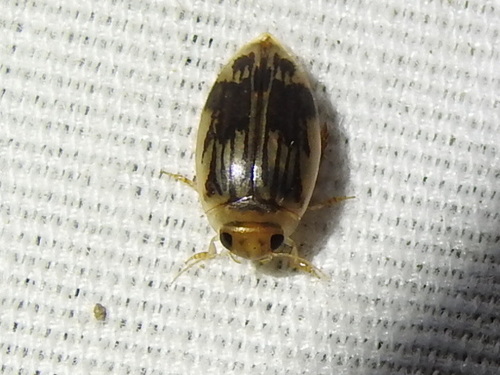 Laccophilus quadrilineatus