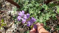 Lupinus grayi