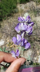 Lupinus grayi
