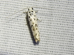 Ethmia bittenella