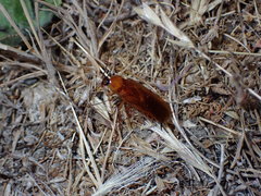 Parcoblatta americana