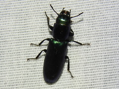 Temnoscheila acuta