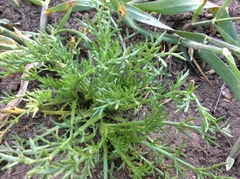 Matricaria discoidea