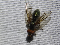 Senopterina caerulescens