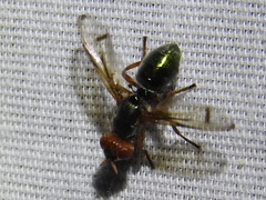 Senopterina caerulescens