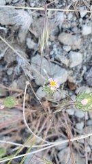 Leptosiphon ciliatus