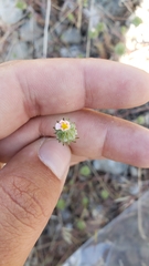 Leptosiphon ciliatus