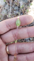 Leptosiphon ciliatus