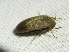 Trigonodera schaefferi