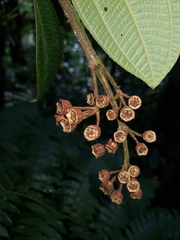 Meriania phlomoides