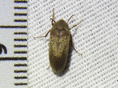 Trigonodera schaefferi