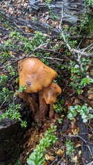 Pholiota malicola