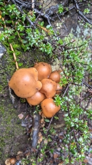 Pholiota malicola