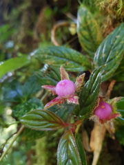 Columnea magnifica