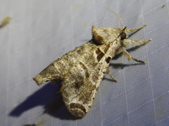 Inguromorpha arcifera