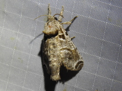 Inguromorpha arcifera