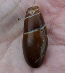 Atrimitra idae