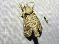 Inguromorpha arcifera