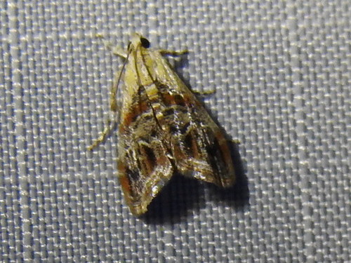Julia's Dicymolomia Moth photo 4