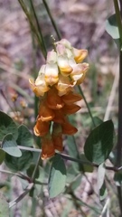 Lathyrus sulphureus