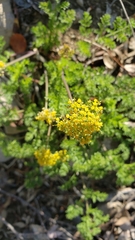 Cymopterus terebinthinus