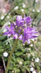 Dichelostemma