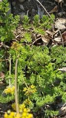 Cymopterus terebinthinus