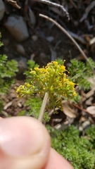 Cymopterus terebinthinus