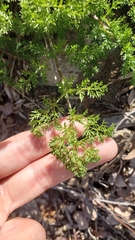 Cymopterus terebinthinus