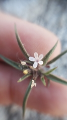 Collomia tinctoria