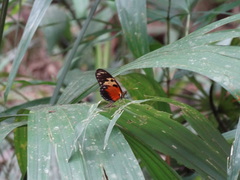 Heliconius hecale melicerta