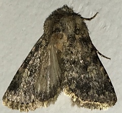 Pseudobryomima fallax