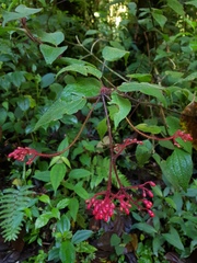 Miconia melanotricha