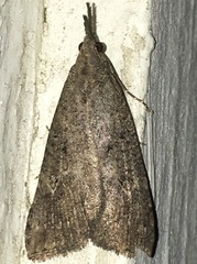 Hypena humuli